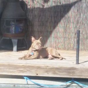 Meet your Posher, Bonnie